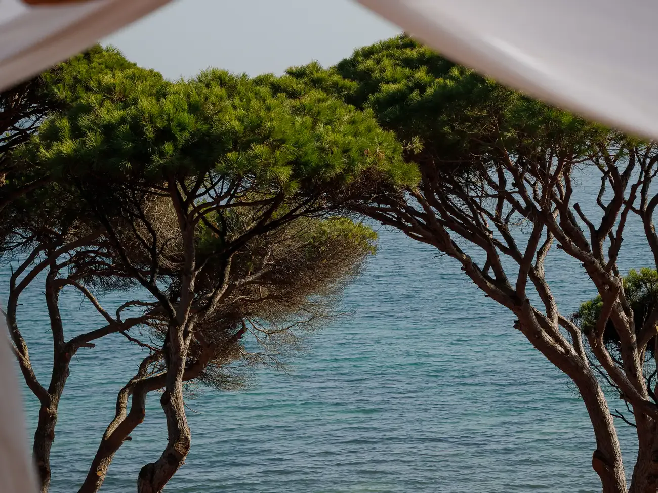 The cliffs and pine grove by Masana