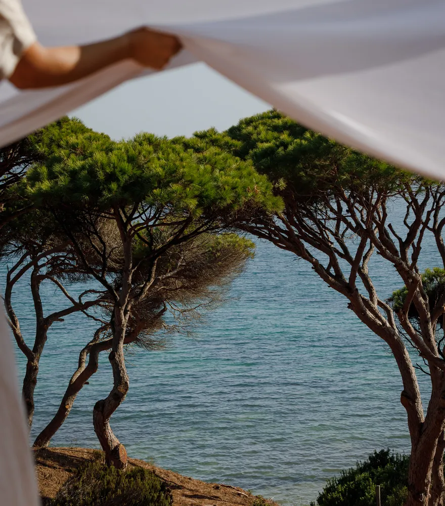 The pine grove above the sea