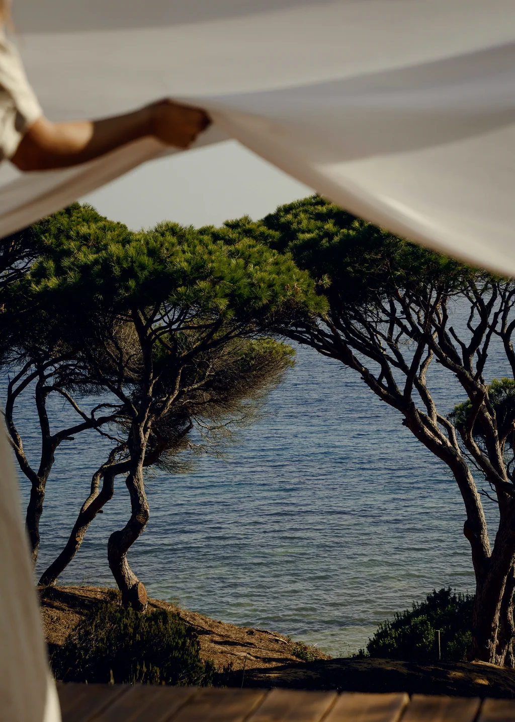 Stone pines leaning over a calm sea, white linen drawn back in the foreground